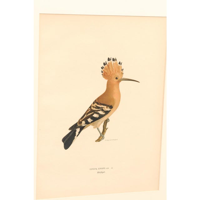 Wood Early 20th Century Swedish Framed Hoopoe Lithograph, C. 1920 For Sale - Image 7 of 11