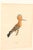 Wood Early 20th Century Swedish Framed Hoopoe Lithograph, C. 1920 For Sale - Image 7 of 11