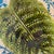 Antique Fern Majolica Dish Platter from Sarreguemines, 1890 For Sale - Image 3 of 8