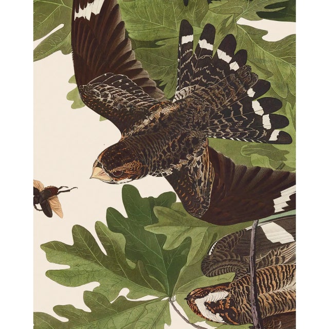 Introducing the Duchess Edition: a refined collection of Audubon Bird Giclée reproductions that elevate the timeless...