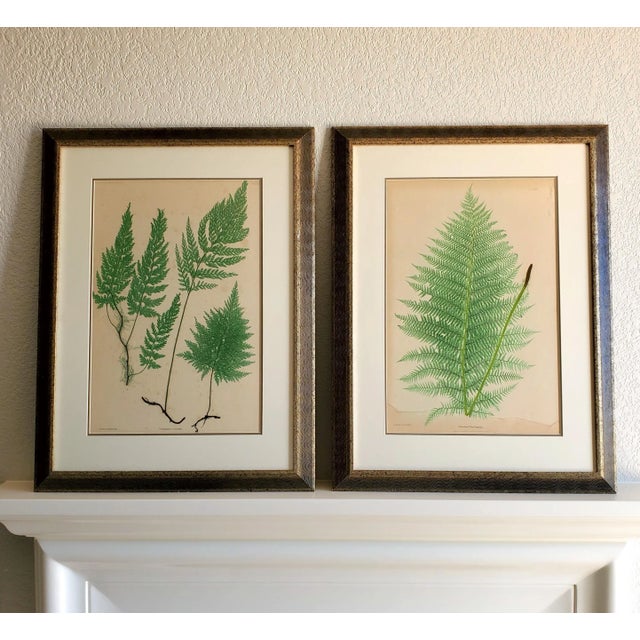 Set of Two 19th Century English Victorian Nature Printed Ferns in Custom Gilt Carved Wood Frames The set comprises of...