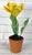 Ceramic Yellow Porcelain Parrot Tulip by Didier Gardillou For Sale - Image 7 of 7