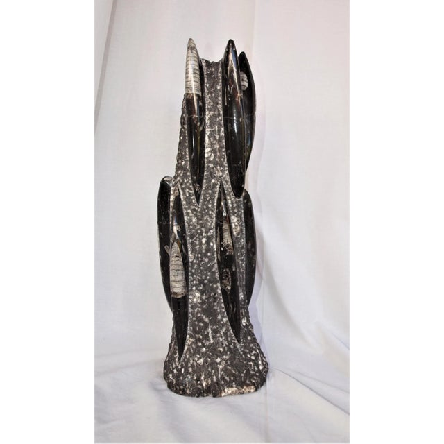 Contemporary Tall Orthoceras With 11 Attached Pods For Sale - Image 3 of 5