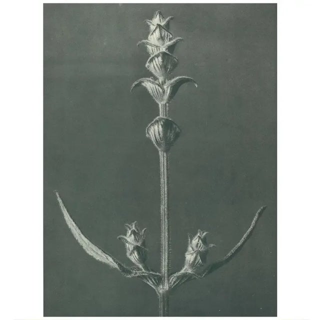 An exquisite original period black-and-white Photogravure N99 of Salvia, Sage, Stem of a plant, enlarged 5 times, by...