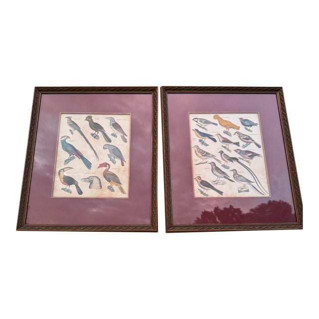 19th Century Hand Colored Lithographs of Various Bird Species- a Pair For Sale