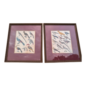 19th Century Hand Colored Lithographs of Various Bird Species- a Pair