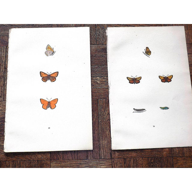 Printmaking Materials Antique 19th Century Hand Colored Butterfly Lithographs - Set of 12 For Sale - Image 7 of 12