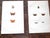 Printmaking Materials Antique 19th Century Hand Colored Butterfly Lithographs - Set of 12 For Sale - Image 7 of 12