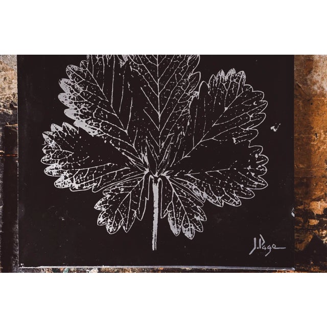 Are you passionate about botany? Do you love herbariums but they don't match your home? Want to modernize with a 1970s...