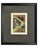Set of Three Framed Eric Daglish Bird Lithographs From Birds of the British Isles — Jay, Nutcracker & Bullfinch c.1950 For Sale - Image 4 of 5