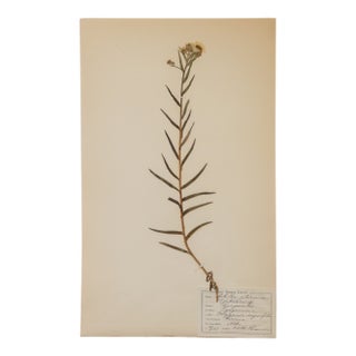 Antique Swedish Herbarium - Yarrow, Circa 1908 For Sale