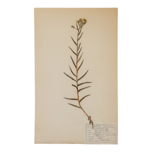 Antique Swedish Herbarium - Yarrow, Circa 1908