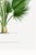 Fan Palm Botanical Study, Vintage Art Print Reproduction, 16" X 24" For Sale - Image 10 of 10