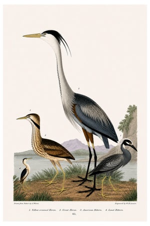Great Heron & Marsh Birds, Vintage Natural History Art Print Reproduction, 16" X 24"