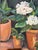 Early 21st Century White Hydrangeas in Terracotta Pots (Original Oil, Likely, on Board) For Sale - Image 5 of 6