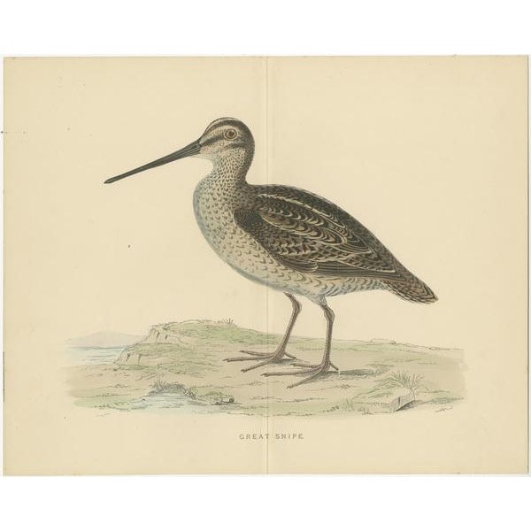 Beverly Robinson Morris, Illustrations of a Woodcock and Great Snipe with Centre Fold, Prints, Set of 2 For Sale - Image 3 of 6