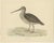 Beverly Robinson Morris, Illustrations of a Woodcock and Great Snipe with Centre Fold, Prints, Set of 2 For Sale - Image 3 of 6