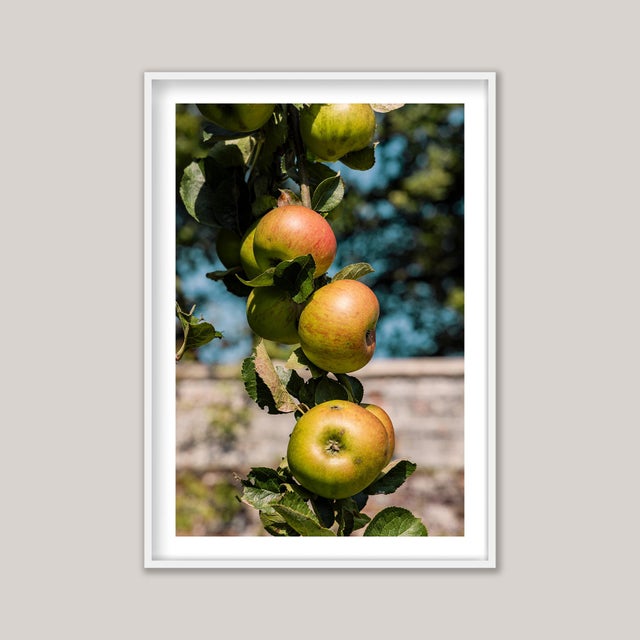 Guy Sargent, Apples, Archival Pigment Print For Sale - Image 4 of 6