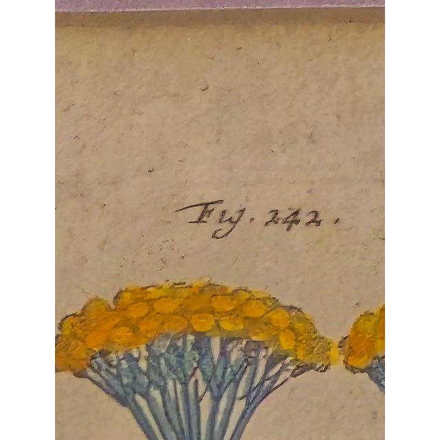 Framed Botanical Engraving Style Print Helichrysum Citrina Fig. 242 Vintage Decor For Sale - Image 4 of 9