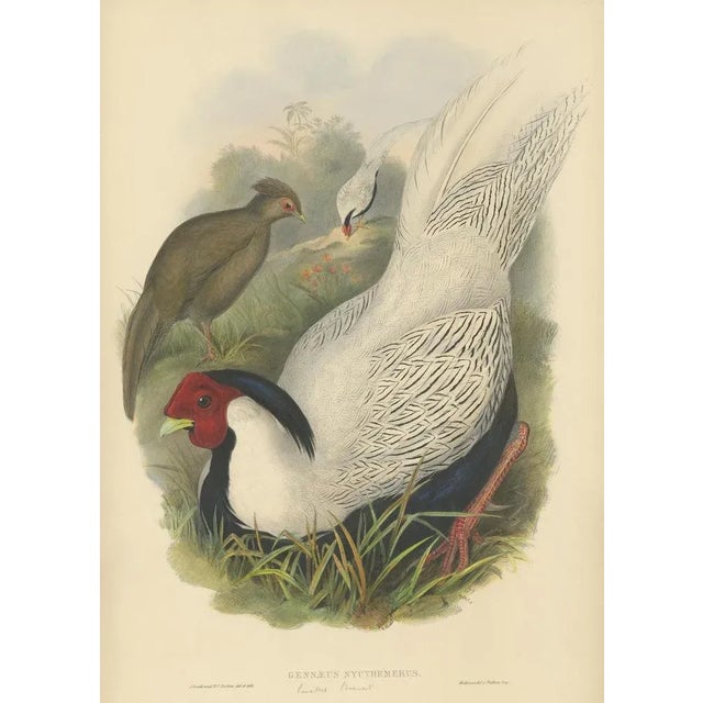 Silver Pheasant by Gould, 1850, Paper For Sale - Image 5 of 5