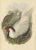 Silver Pheasant by Gould, 1850, Paper For Sale - Image 5 of 5