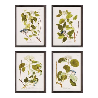 Floral And Berry Study, Set Of 4 For Sale