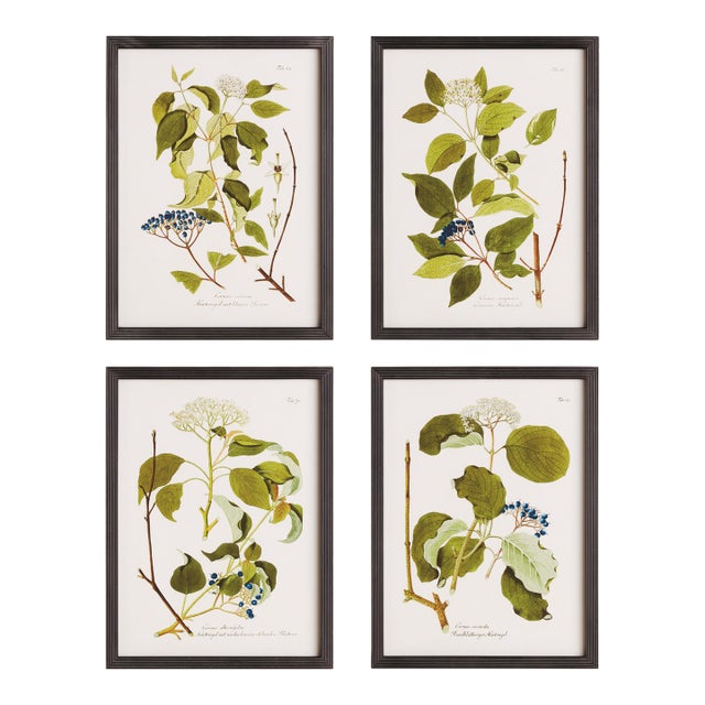 Floral And Berry Study, Set Of 4 For Sale