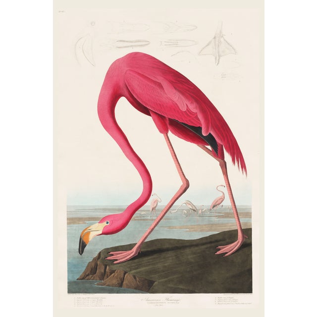 A curated collection of two iconic coastal bird studies reproduced from John James Audubon's celebrated Birds of America....