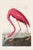 A curated collection of two iconic coastal bird studies reproduced from John James Audubon's celebrated Birds of America....