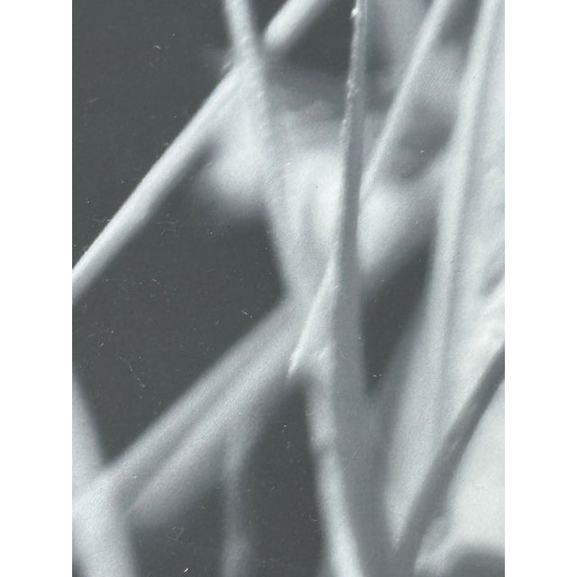 Eugenia Rendon De Olazabal Espinas Series Cactus Dark Aesthetic Photograph, Framed For Sale - Image 10 of 12