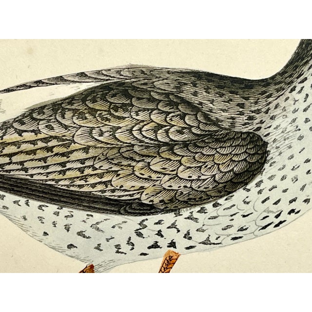 Plastic Antique Bird Print From England Showcasing a Red Shank - Circa 1880 For Sale - Image 7 of 11