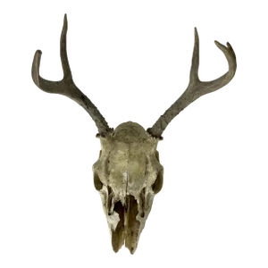 Vintage Deer Skull With Antlers