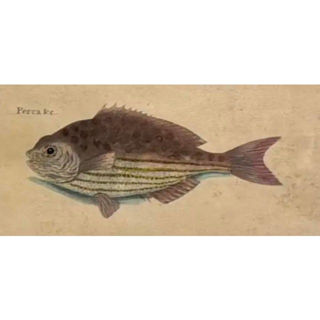 18th Century Framed Trio of Fish Engraving by Mark Catesby For Sale - Image 4 of 10