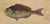 18th Century Framed Trio of Fish Engraving by Mark Catesby For Sale - Image 4 of 10