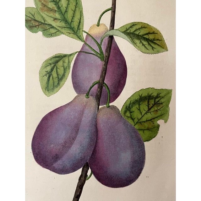 Illustration Original Antique English Fruit Botanical Print of Plums by Brookshaw C.1820 For Sale - Image 3 of 5