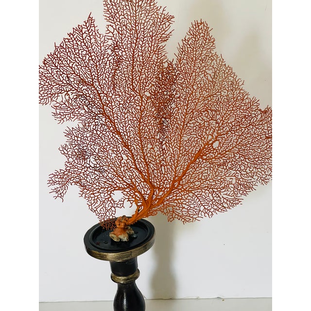 Coastal 1960s Pair of Sea Fans With Shell on Wood Stands For Sale - Image 3 of 4
