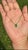 This solitaire pendant necklace features a 1.63 carat pear-cut emerald set in 14K yellow gold. The emerald measuring...