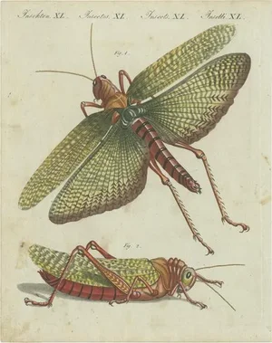Bertuch, A Large Grasshopper, Print