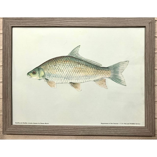 Set of 3 Vintage Dept.of the Interior/U.S. Fish and Wildlife Service, Color Plate Original Prints Framed. The...