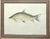 Set of 3 Vintage Dept.of the Interior/U.S. Fish and Wildlife Service, Color Plate Original Prints Framed. The...