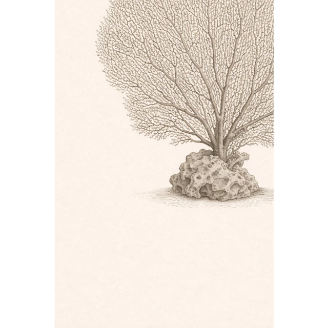 Tan Sea Fan Coral Study, Minimal Coastal Botanical Art Print, 24" × 36" For Sale - Image 8 of 10