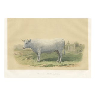 Geoffroy After Jadin, Charolais Cow, 1873, Paper For Sale