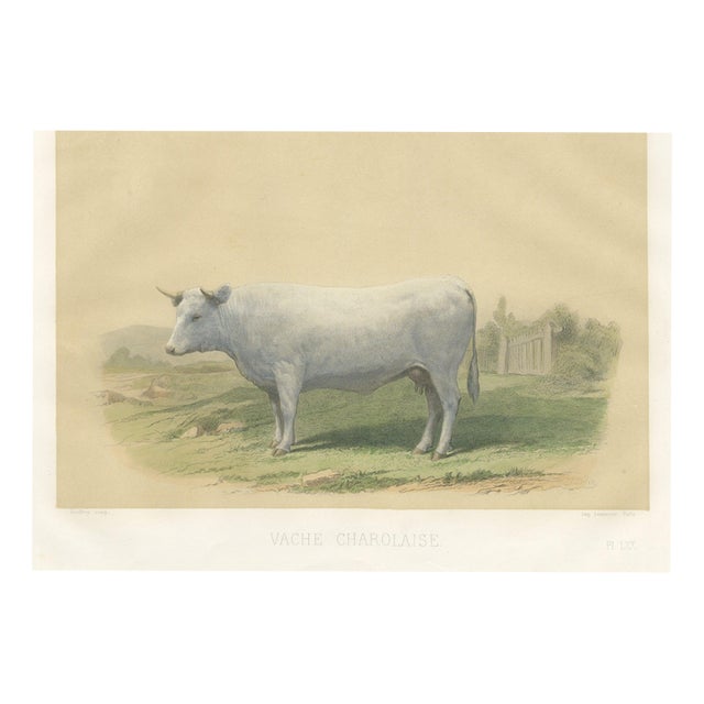 Geoffroy After Jadin, Charolais Cow, 1873, Paper For Sale