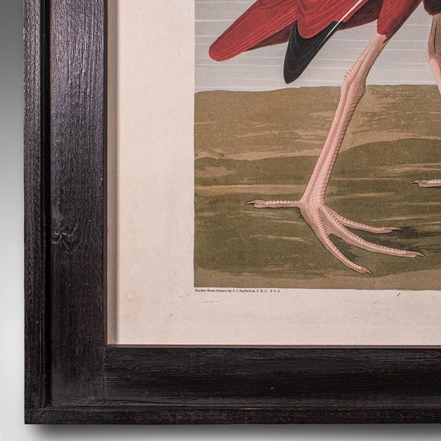 Vintage Scarlet Ibis Picture, English, Framed Print, Jj Audubon, Wildlife Art For Sale - Image 6 of 9