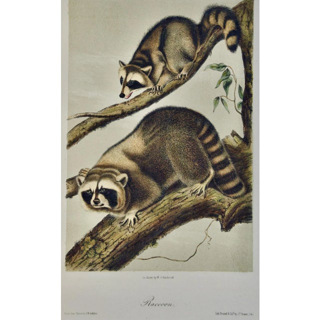 Mid 19th Century Audubon Raccoon: An Original 19th Century Audubon Hand-Colored Lithograph, 1849-1854 For Sale - Image 5 of 5