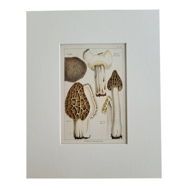 Matted 1894 Color Lithograph of Morel Truffle Mushrooms For Sale