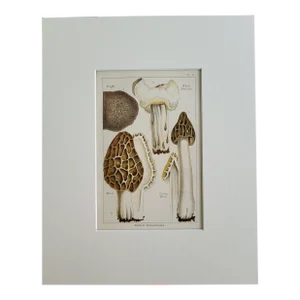 Matted 1894 Color Lithograph of Morel Truffle Mushrooms