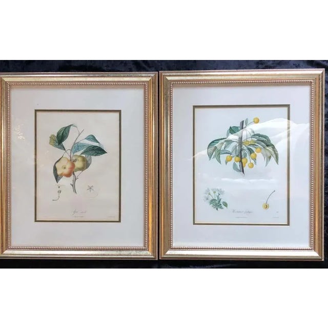 Metal Ten Hand-Colored Color Stipple Engravings From Traite Des Arbres Fruitiers For Sale - Image 7 of 13
