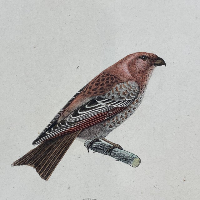 French French Antique 18th Century "Dur Bec" Bird Engraving Hand Colored Signed Artwork For Sale - Image 3 of 9