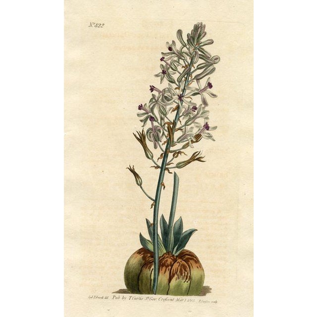 Original early-1800s hand-colored botanical print published in "Curtis's Botanical Magazine", the oldest and longest...